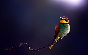 blue, red, and yellow bird, birds, animals, bee-eaters HD wallpaper