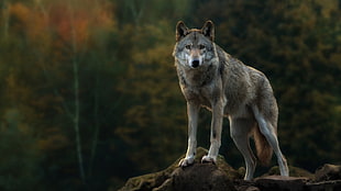 gray wolf, wolf HD wallpaper