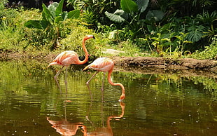 reflection of two flamingos on body of water HD wallpaper