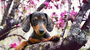 brown and black dog plush toy, animals, dog, branch, flowers HD wallpaper