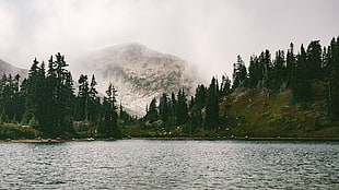 pine tree lot, nature, water, trees, snow