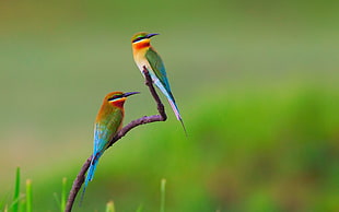 two green, yellow, and orange bee eater bird, birds, bee-eaters, nature, flowers HD wallpaper