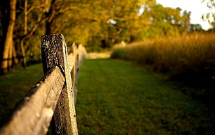 brown wooden backyard, nature, fence, field, trees HD wallpaper
