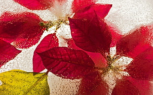 red and green leaves on clear glass HD wallpaper