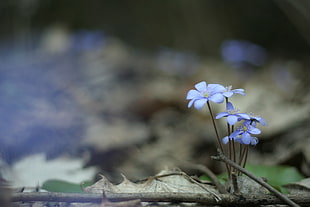 purple petaled flower, nature, flowers, forest, depth of field