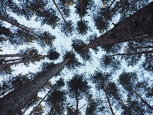 Everglades National Park, Trees, Bottom view, Trunks HD wallpaper