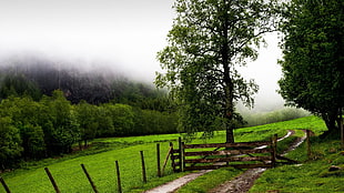 green leafed trees and green grass field, field