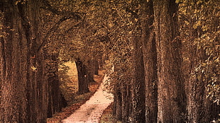 brown trees, trees, nature