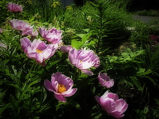 green leafed pink petaled flowers