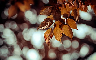 shallow focus photography on brown leaves HD wallpaper