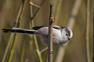focus photography of bird perching on the twig HD wallpaper