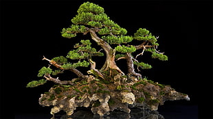 bonsai tree, bonsai HD wallpaper