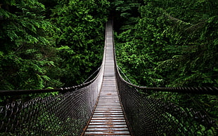 black and brown hanging bridge, bridge, fence, green, photography HD wallpaper