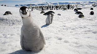 gray penguins, birds, emperor, penguins, snow HD wallpaper