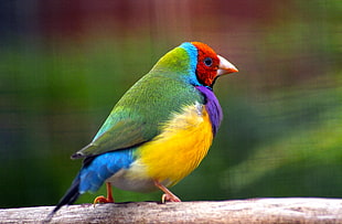 green, yellow, red and blue bird, gouldian finch HD wallpaper