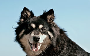 adult black and white finnish lapphund HD wallpaper