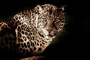 leopard photo