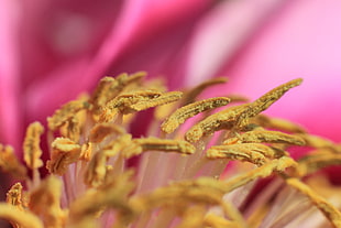 closeup photography of yellow bud HD wallpaper