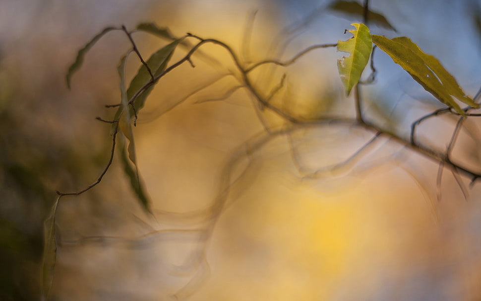 green leaves, closeup, plants, leaves, macro HD wallpaper