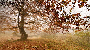 brown tree under cloudy sky