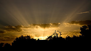 silhouette of trees during yellow sunrise