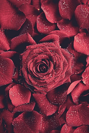 red rose, red flowers, water drops, portrait display, rose