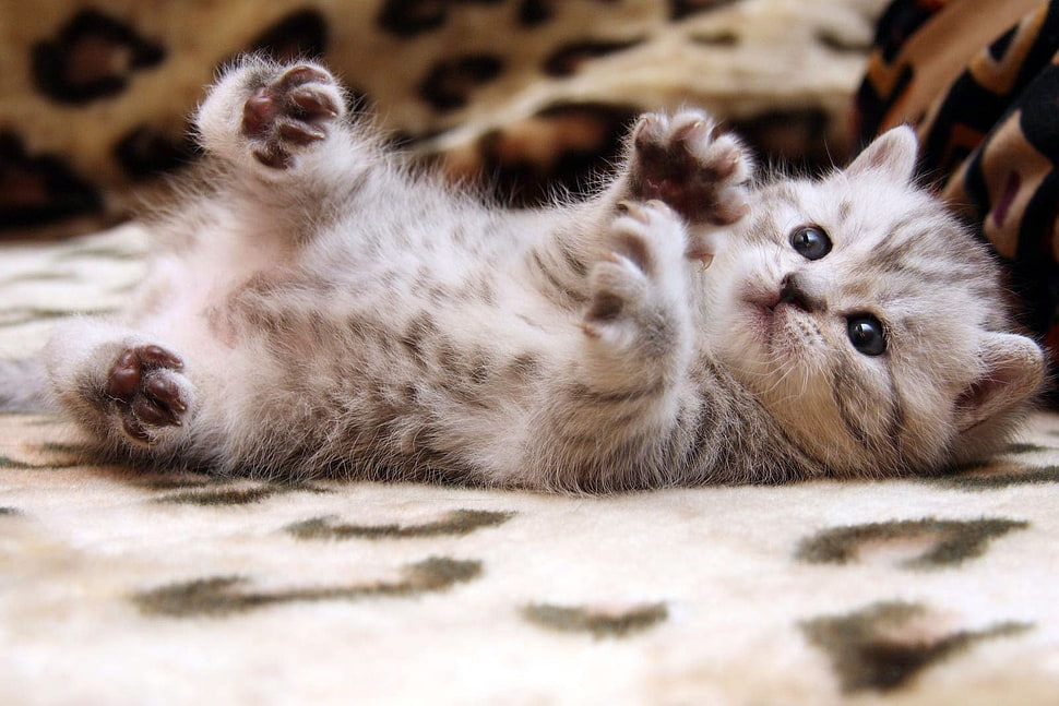 long-fur gray and white kitten HD wallpaper