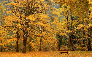 fall season panoramic view at park HD wallpaper