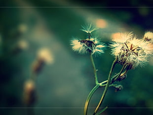 white dandelion flowers, green