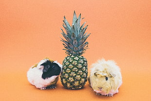 pineapple between two hamsters HD wallpaper