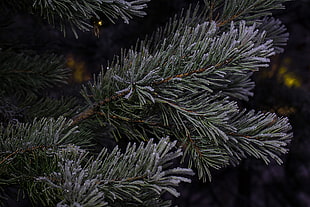 close up photo of pine leaves HD wallpaper