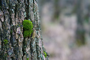 macro photography of green plant at tree stem