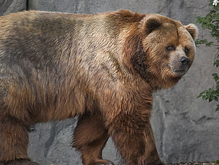 brown bear near tree