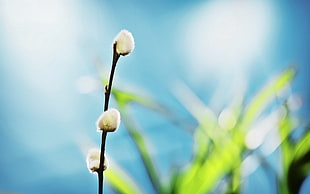 closeup photography of green flower