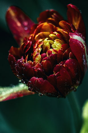 red petal flower, Tulip, Drops, Close-up HD wallpaper