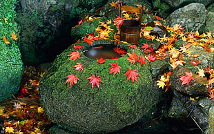 red, yellow and brown flowers on green grass covered stones