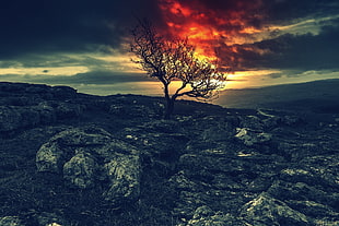 black and brown tree and trees, sky, red, night, rocks HD wallpaper