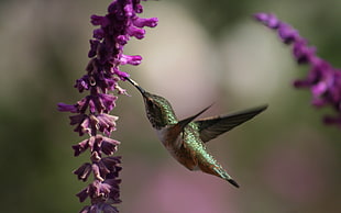 green hummingbird HD wallpaper