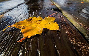 maple leaf on brown wood panel HD wallpaper