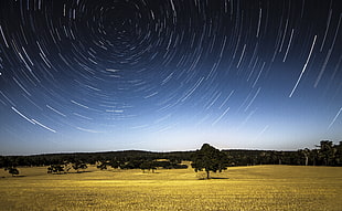 green leafed trees across brown grass field, karnet, western australia