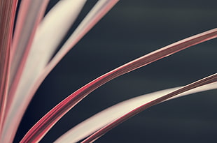 macro photography of red leaves