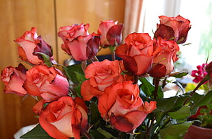 bouquet of pink roses