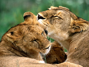 selective focus photography of lioness, nature, lion, animals