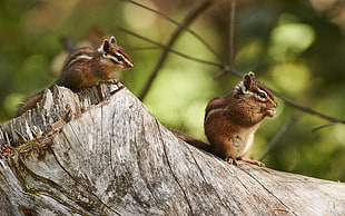 two chipmunks on tree