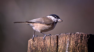 grey and black bird, marsh tit, willow tit HD wallpaper
