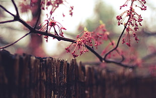 red flowers, nature, macro