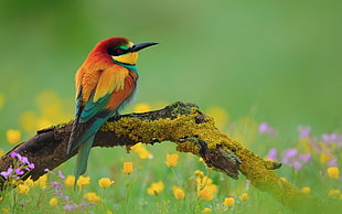 yellow, red, and green bird HD wallpaper