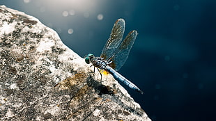 blue dragonfly perched on gray stone HD wallpaper