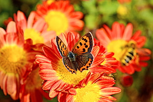 Eastern comma butterfly on red and yellow petaled flower, small copper