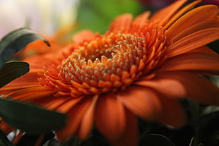 orange Gerbera daisy, Gerbera, Orange, Petals HD wallpaper
